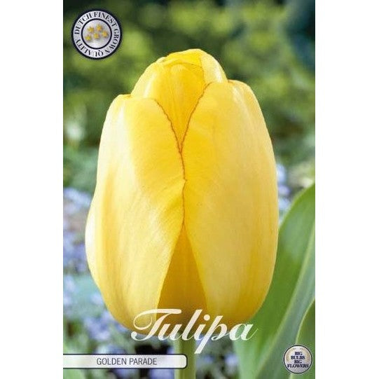 Tulipan Golden Parade 10-pakning